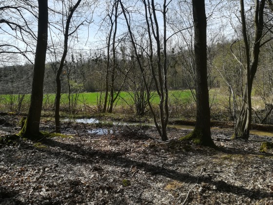 Forêt de Montgé