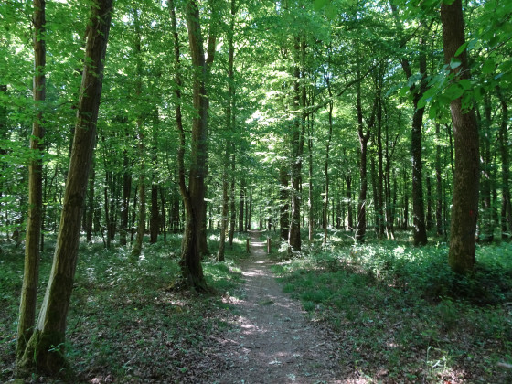 For&ecirc;t de Mormal