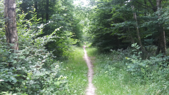 Foret de Nieppe 2