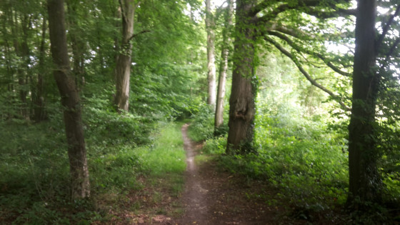 Foret de Nieppe
