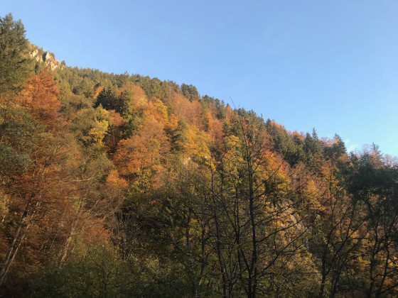 Forêt de Noire Combe