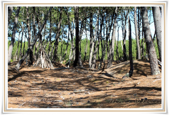 Forêt de pins