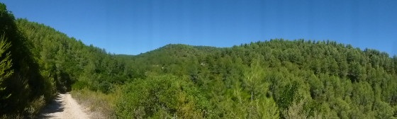 Forêt de pins