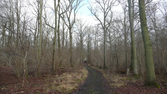 Forêt de Pontarmé.