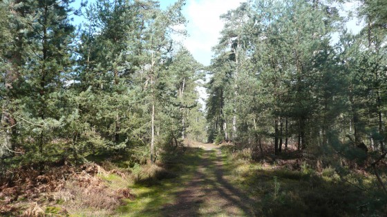 Forêt de Pontarmé