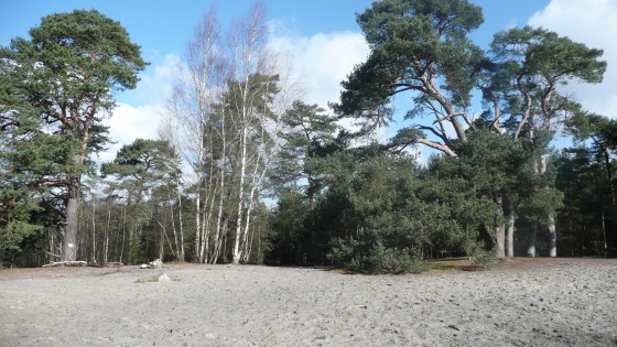 Forêt de Pontarmé