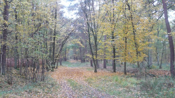 Forêt de Pontarmé