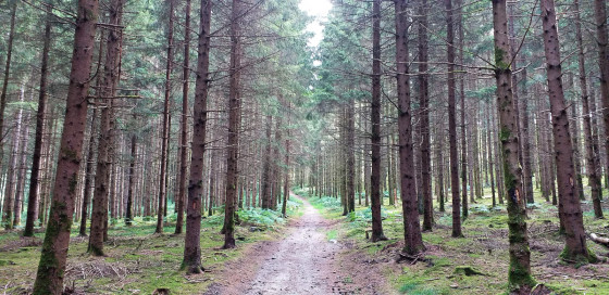 Forêt de résineux au début de randonnée
