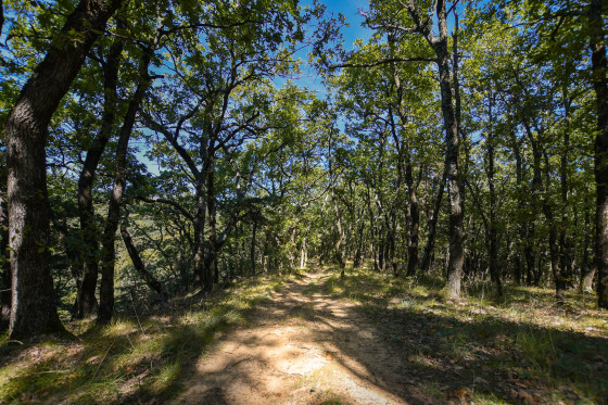 Forêt de Roynac