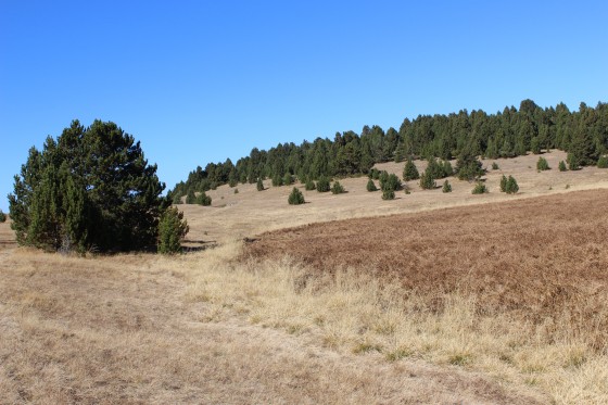 Forêt