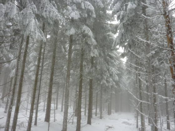 foret de sapins
