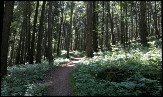 Forêt de sapins