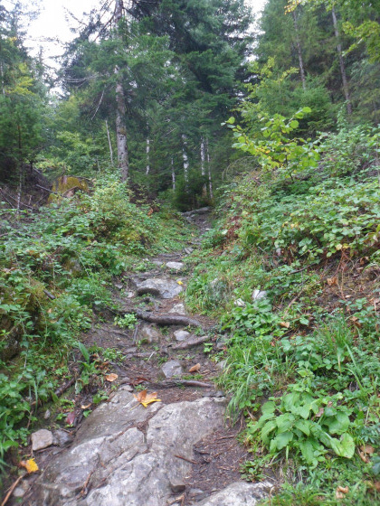 Forêt départementale de Tamié