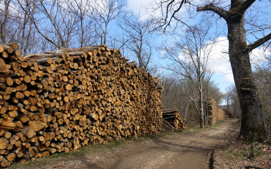 Forêt des Blaches