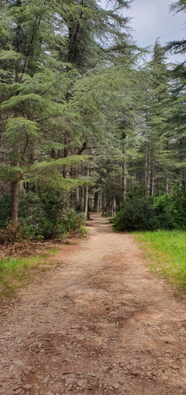Forêt des Cèdres