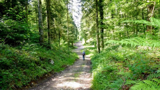 Foret des Crozets