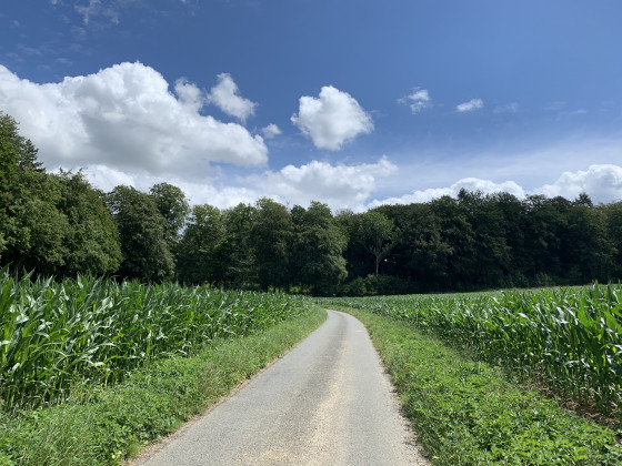 Forêt domaniale de Beaucamps le jeune