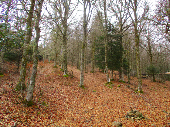 Forêt domaniale de Foix