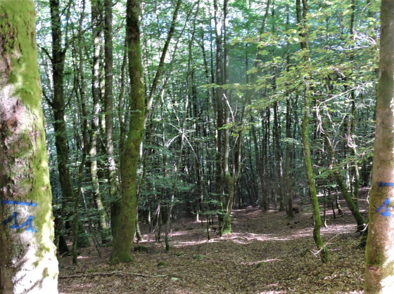 Forêt domaniale de la Planoise