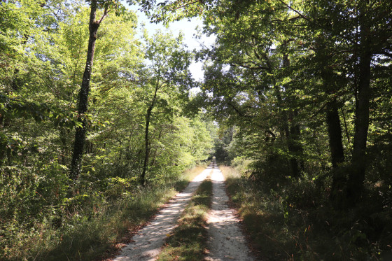 Forêt domaniale de la Vernusse