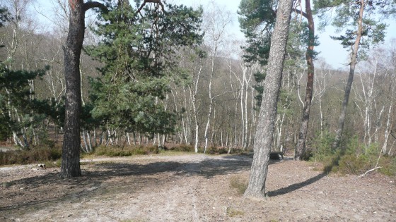 Forêt Domaniale de Montmorenccy