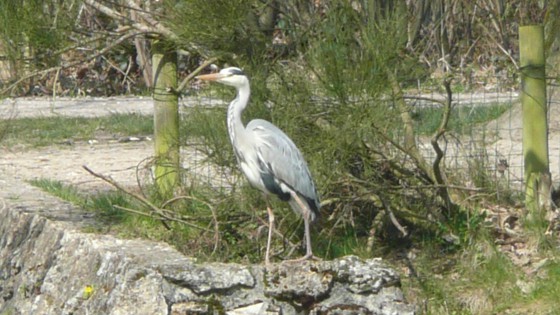 Forêt Domaniale de Montmorenccy