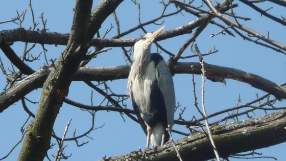 Forêt Domaniale de Montmorenccy