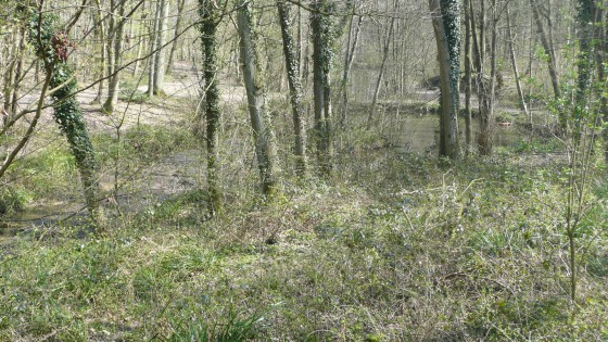 Forêt Domaniale de Montmorenccy