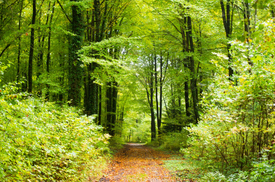 Forêt domaniale du Mont Dieu