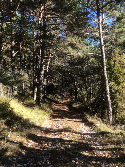 For&ecirc;t domaniale