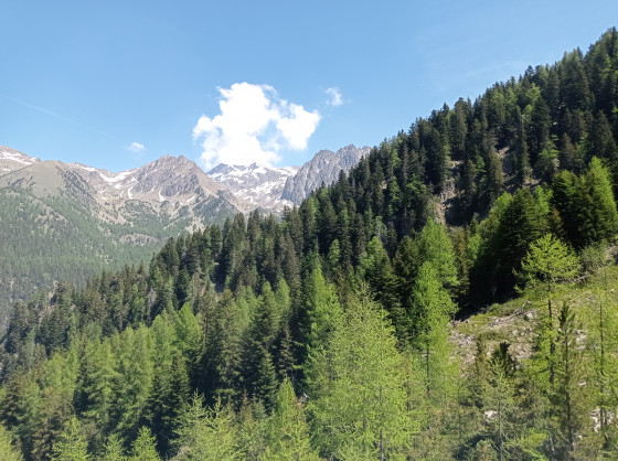 for&ecirc;t du Bor&eacute;on