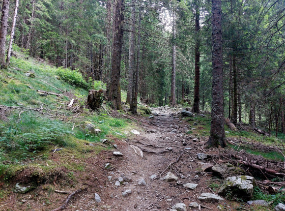 Forêt du Gros cailloux