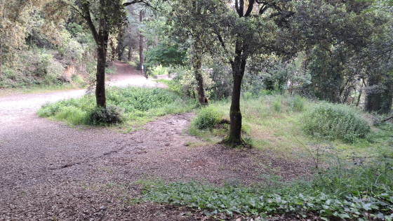 Forêt du lampy