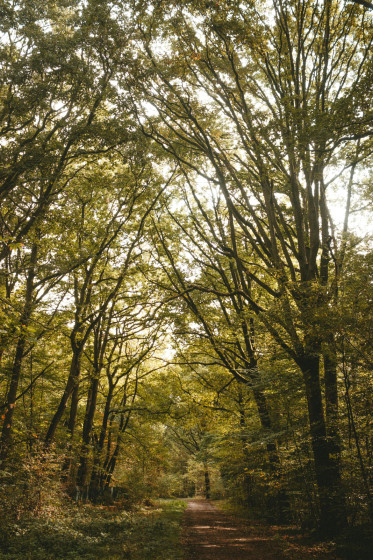 Forêt du Mont Dieu
