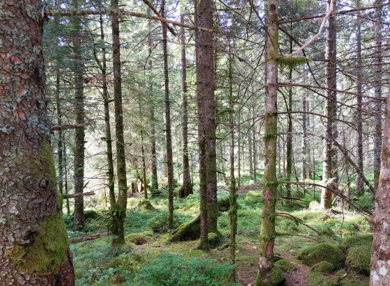 Forêt du Pré de l\'Arc