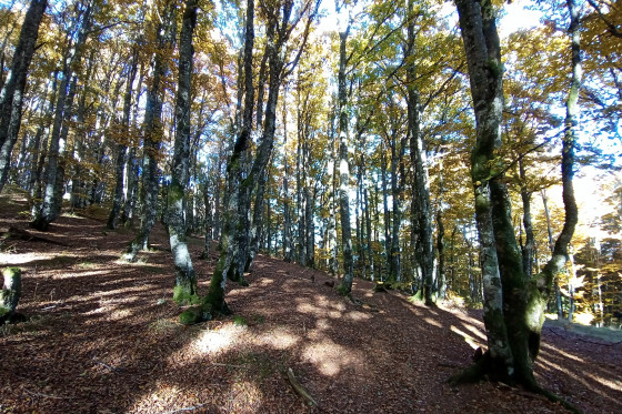 Forêt du Schnepfenried