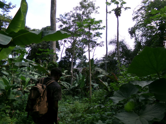 For&ecirc;t du sommet