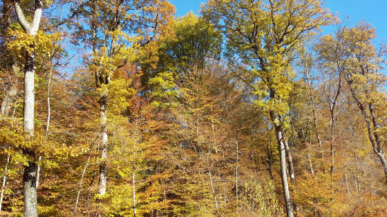 Forêt en automne