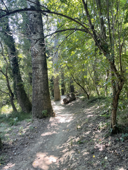 Forêt en bord de Garonne