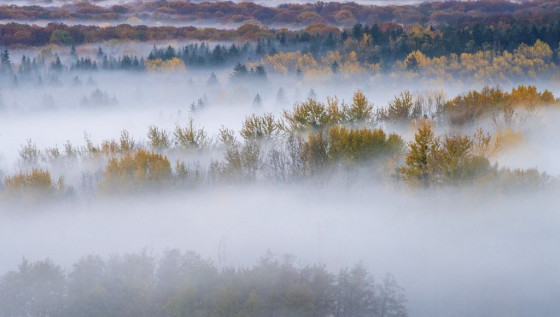 foret en brume