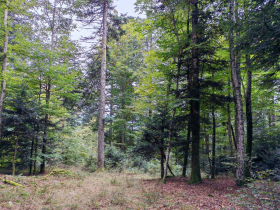 Forêt en descendant à Giromagny