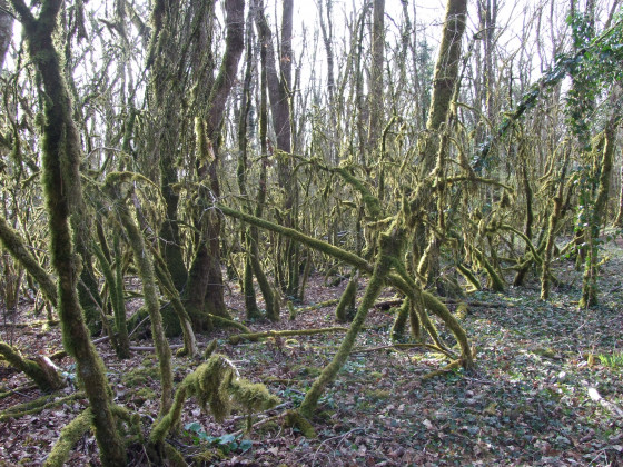 Foret enchantée