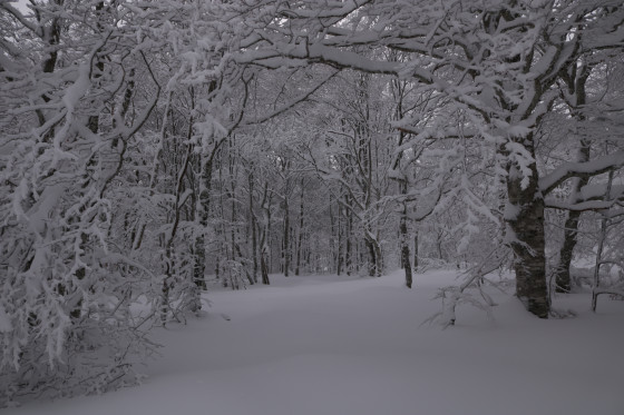Forêt enneigée