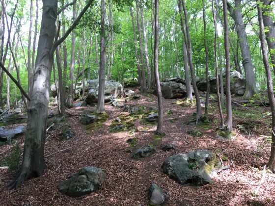Forêt et rochers