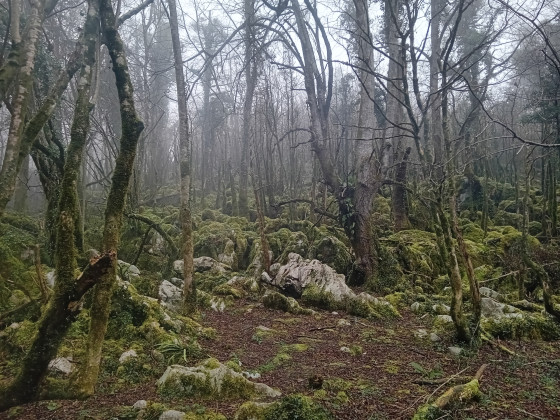 foret humide et moussue