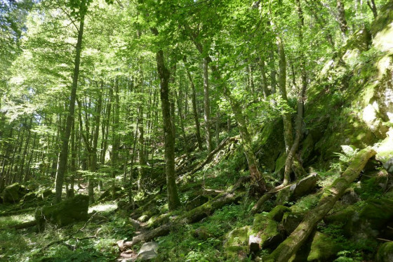 Forêt humide