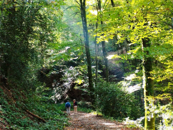 Forêt le Bois d'Enfer