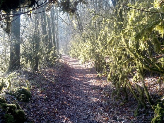 Forêt luxuriante avec de la mousse sur tous les arbres