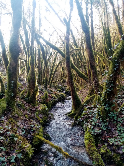 Forêt magique