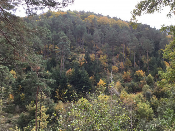 Forêt magnifique